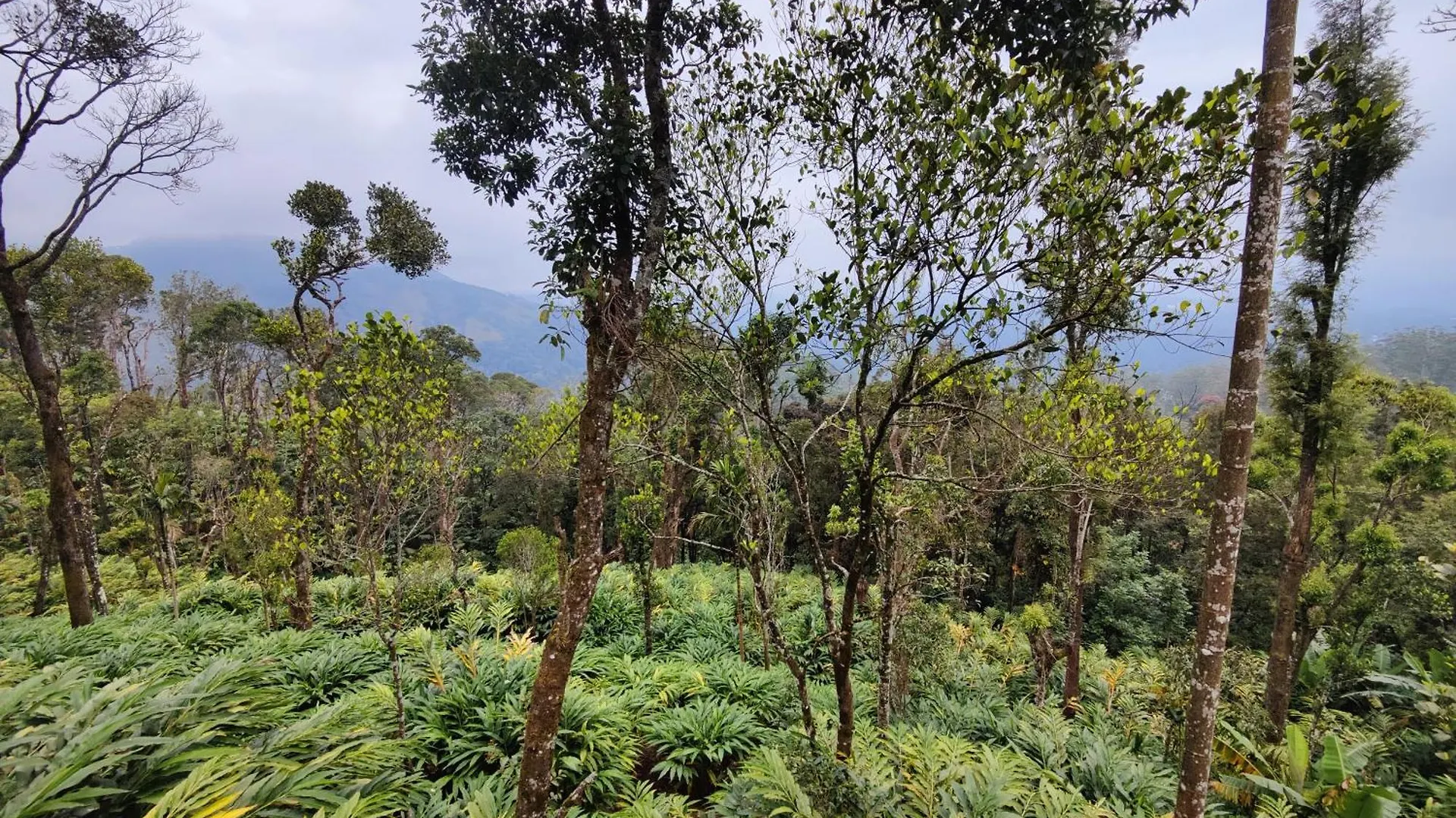 Munnar Home Stay,Tea Drops Plantation Villa Anachal