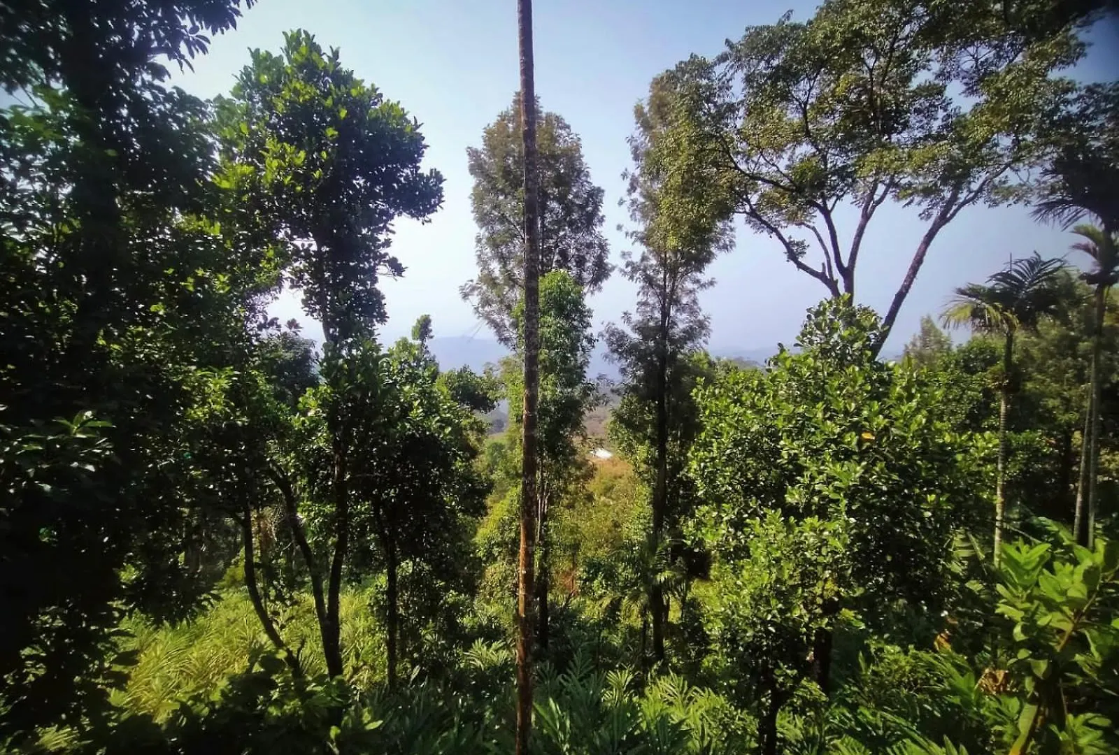 Munnar Home Stay,Tea Drops Plantation Villa Anachal 0*,  Indie